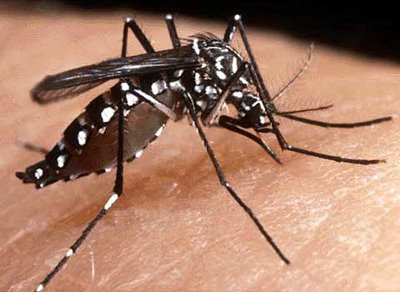 Taboão da Serra monta operação de 'guerra' para acabar com o mosquito transmissor da Dengue