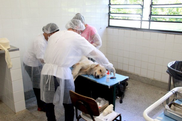 Em mutirão, CCZ de Taboão da Serra castra 183 animais. (Foto: Victor Simões / PMTS)