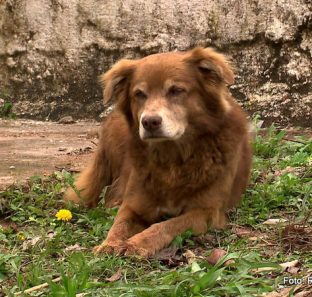 Cachorro-Bob-Coveiro