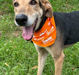 FOTO 02 - Prefeitura e Shopping Taboão realizam evento de adoção pet nos dias 24 e 25 de abril (1)