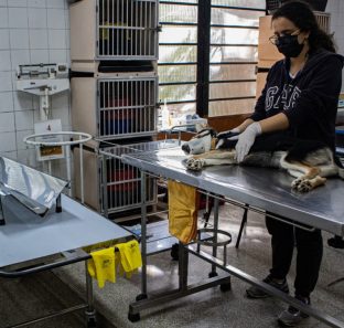 castracao de animais em taboao da serra_pmts