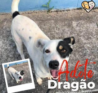 divulga adote cao