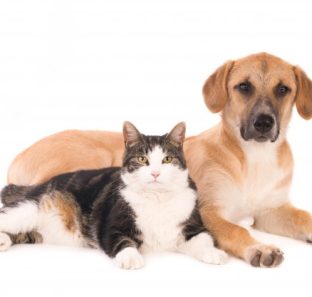 gato-e-cachorro-juntos-isolado-no-fundo-branco_262668-1